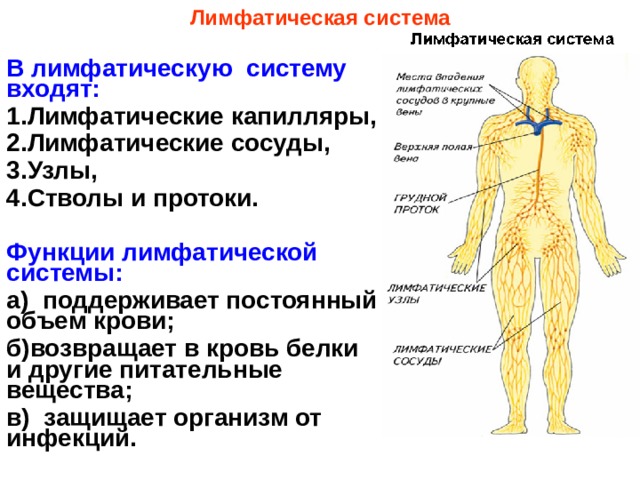 Лимфатическая система человека схема движения лимфы массаж