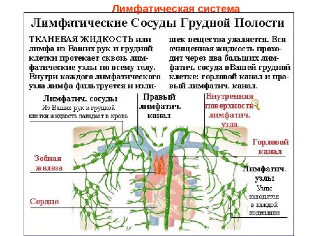 Лимфатическая система  