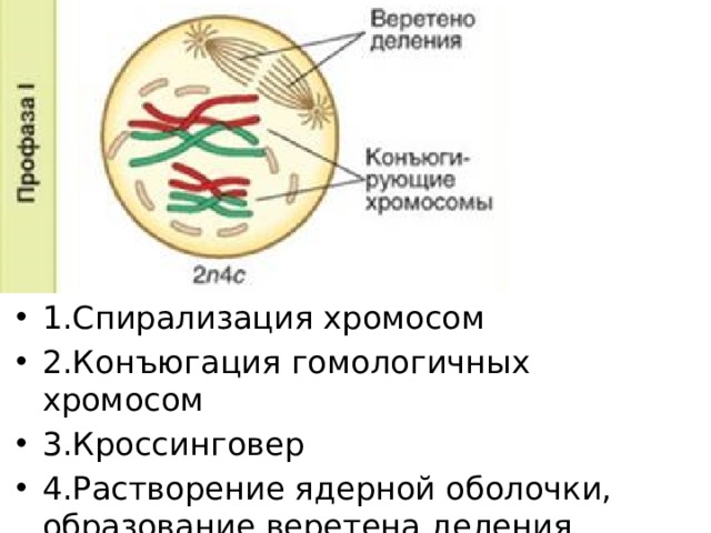 1.Спирализация хромосом 2.Конъюгация гомологичных хромосом 3.Кроссинговер 4.Растворение ядерной оболочки, образование веретена деления 