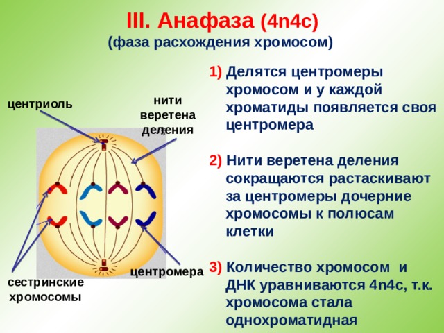 III. Анафаза (4n4c)  (фаза расхождения хромосом) 1) Делятся центромеры хромосом и у каждой хроматиды появляется своя центромера  2) Нити веретена деления сокращаются растаскивают за центромеры дочерние хромосомы к полюсам клетки  3) Количество  хромосом и ДНК уравниваются 4n4c, т.к. хромосома стала однохроматидная нити веретена деления центриоль центромера сестринские хромосомы 