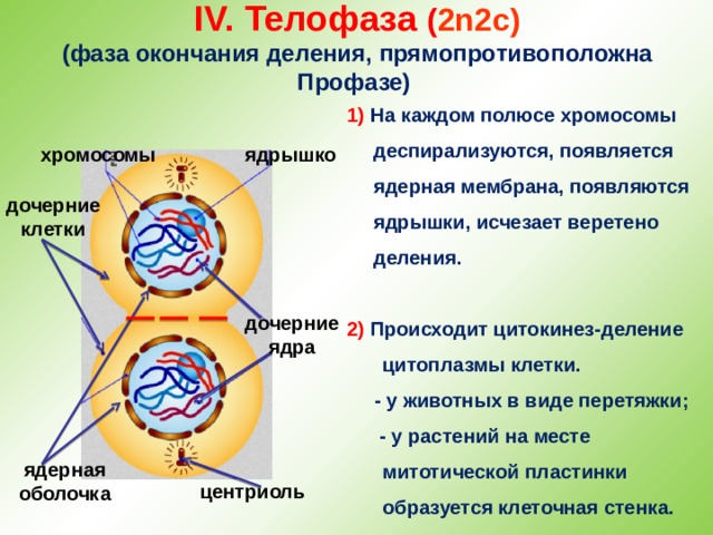 IV. Телофаза ( 2n2c)  (фаза окончания деления, прямопротивоположна Профазе) 1) На каждом полюсе хромосомы деспирализуются, появляется ядерная мембрана, появляются ядрышки, исчезает веретено деления.  2) Происходит цитокинез-деление цитоплазмы клетки.  - у животных в виде перетяжки;  - у растений на месте митотической пластинки образуется клеточная стенка.   хромосомы ядрышко дочерние клетки дочерние ядра ядерная оболочка центриоль 