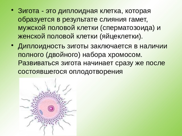 Зигота - это диплоидная клетка, которая образуется в результате слияния гамет, мужской половой клетки (сперматозоида) и женской половой клетки (яйцеклетки). Диплоидность зиготы заключается в наличии полного (двойного) набора хромосом. Развиваться зигота начинает сразу же после состоявшегося оплодотворения 