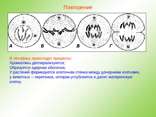 Повторение В телофазу происходят процессы: Хромосомы деспирализуются; Образуется ядерная оболочка; У растений формируется клеточная стенка между дочерними клетками, у животных – перетяжка, которая углубляется и делит материнскую клетку. 
