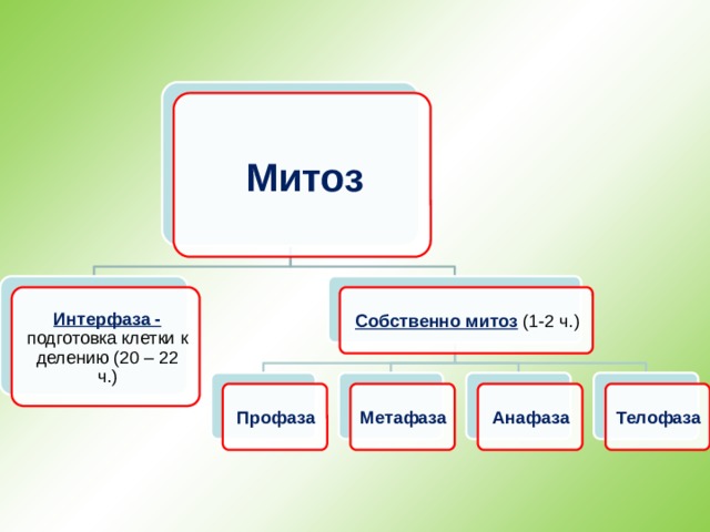 Митоз Интерфаза -  подготовка клетки к делению (20 – 22 ч.) Собственно митоз  (1-2 ч.) Профаза Метафаза Анафаза Телофаза 