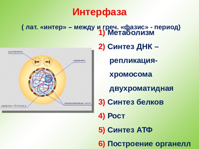 Интерфаза   ( лат. «интер» – между и греч. «фазис» - период) 1) Метаболизм 2) Синтез ДНК – репликация-хромосома двухроматидная 3) Синтез белков 4) Рост 5) Синтез АТФ 6) Построение органелл 