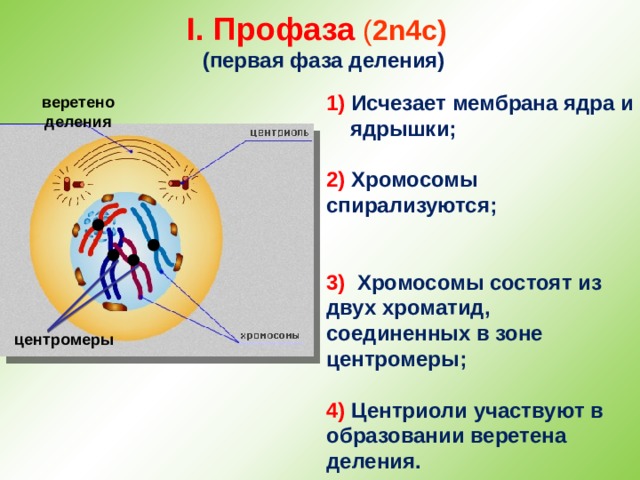 I. Профаза ( 2n4c)  (первая фаза деления) 1) Исчезает мембрана ядра и ядрышки;  2) Хромосомы спирализуются;   3) Хромосомы состоят из двух хроматид, соединенных в зоне центромеры;  4) Центриоли участвуют в образовании веретена деления. веретено деления центромеры 