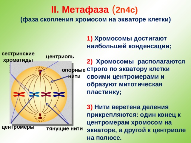II. Метафаза  ( 2n4c)  (фаза скопления хромосом на экваторе клетки) 1) Хромосомы достигают наибольшей конденсации;  2) Хромосомы располагаются строго по экватору клетки своими центромерами и образуют митотическая пластинку;  3) Нити веретена деления прикрепляются: один конец к центромерам хромосом на экваторе, а другой к центриоле на полюсе. сестринские хроматиды центриоль опорные  нити центромеры тянущие нити 