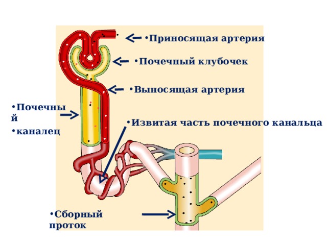 Приносящая артерия Почечный клубочек Выносящая артерия Почечный каналец Извитая часть почечного канальца Сборный проток 