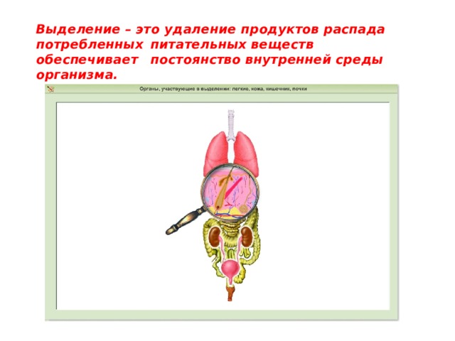 Выделение – это удаление продуктов распада потребленных   питательных веществ обеспечивает    постоянство внутренней среды организма. 