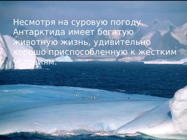 Какие доказательства того что арктика и антарктида кухня погоды земли вы можете привести