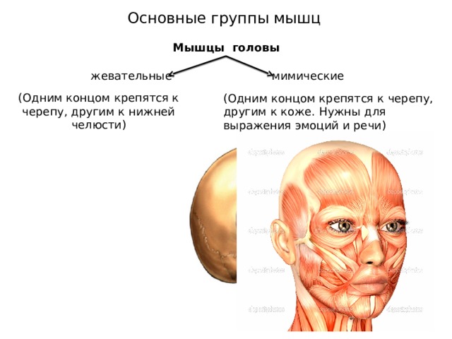 Основные группы мышц Мышцы головы жевательные мимические (Одним концом крепятся к черепу, другим к нижней челюсти) (Одним концом крепятся к черепу, другим к коже. Нужны для выражения эмоций и речи) 