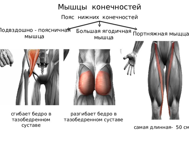 Нижние гнуты. Ягодичные мышцы расположение. Мышцы пояса нижней конечности. Портняжная мышца функции. Портняжная мышца прикрепление.