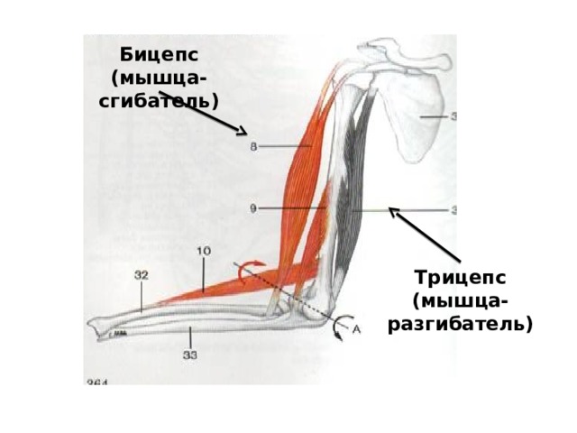 Бицепс (мышца-сгибатель) Трицепс (мышца-разгибатель) 