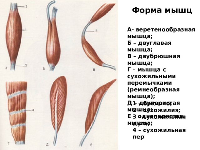 Форма мышц А- веретенообразная мышца; Б – двуглавая мышца; В – двубрюшная мышца; Г – мышца с сухожильными перемычками (ремнеобразная мышца); Д – двуперистая мышца; Е – одноперистая мышца; 1 – брюшко; 2 – сухожилия; 3 – сухожильная дуга; 4 – сухожильная пер 