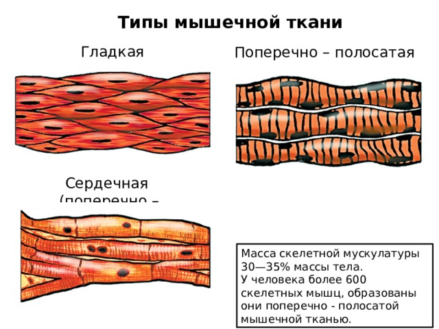 Какими буквами обозначены изображения скелетной поперечно полосатой мышечной ткани