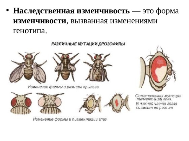 Редуцированные крылья у дрозофилы