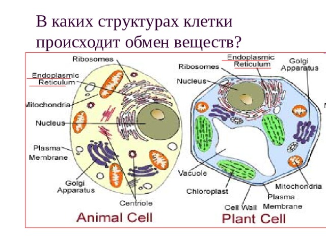 В каких структурах клетки происходит обмен веществ? 