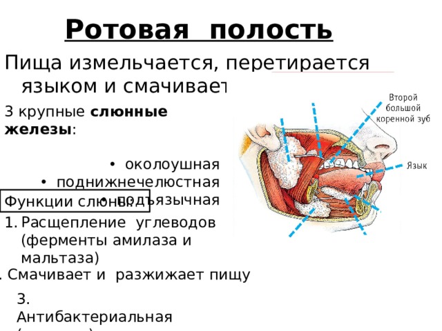 Ротовой полости пища. Функции околоушной слюнной железы. Околоушная железа функции. Поднижнечелюстная железа функции. Функции околоушных желез.