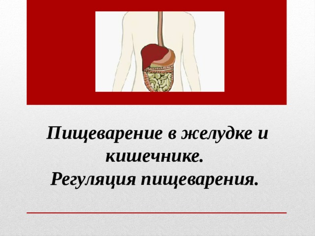 Пищеварение в желудке и кишечнике. Регуляция пищеварения. 
