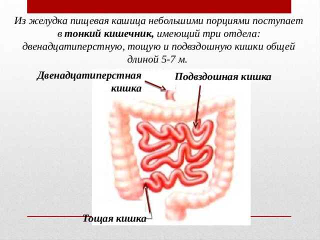 Из желудка пищевая кашица небольшими порциями поступает в  тонкий кишечник,  имеющий три отдела: двенадцатиперстную, тощую и подвздошную кишки общей длиной 5-7 м. Двенадцатиперстная кишка Подвздошная кишка Тощая кишка 