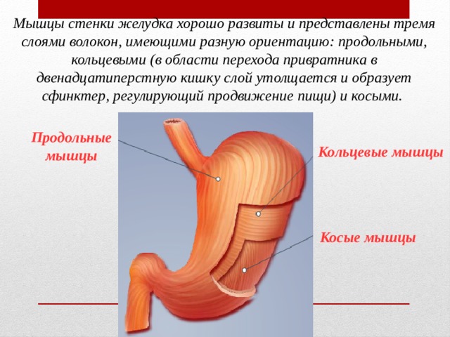 Мышцы стенки желудка хорошо развиты и представлены тремя слоями волокон, имеющими разную ориентацию: продольными, кольцевыми (в области перехода привратника в двенадцатиперстную кишку слой утолщается и образует сфинктер, регулирующий продвижение пищи) и косыми. Продольные мышцы Кольцевые мышцы Косые мышцы 