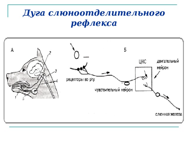 Дуга слюноотделительного рефлекса рисунок с обозначениями собака