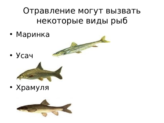 Отравление могут вызвать некоторые виды рыб Маринка Усач Храмуля 