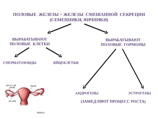 Половые железы = железы смешанной секреции (семенники, яичники) вырабатывают половые клетки вырабатывают половые гормоны сперматозоиды яйцеклетки андрогены эстрогены (Замедляют процесс роста) 