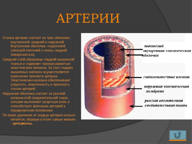 АРТЕРИИ Стенка артерии состоит из трех оболочек: внутренней, средней и наружной. Внутренняя оболочка –эндотелий (плоский эпителий с очень гладкой поверхностью). Средний слой образован гладкой мышечной тканью и содержит хорошо развитые эластические волокна. За счет гладких мышечных волокон осуществляется изменение просвета артерии. Эластические волокна обеспечивают упругость, эластичность и прочность стенок артерий. Наружная оболочка состоит из рыхлой волокнистой соединительной ткани, которая выполняет защитную роль и способствует фиксации артерий в определенном положении. По мере удаления от сердца артерии сильно ветвятся, образуя в итоге самые мелкие - артериолы.    