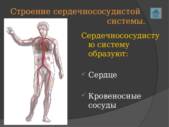 Строение сердечнососудистой системы. Сердечнососудистую систему образуют: Сердце Кровеносные сосуды 