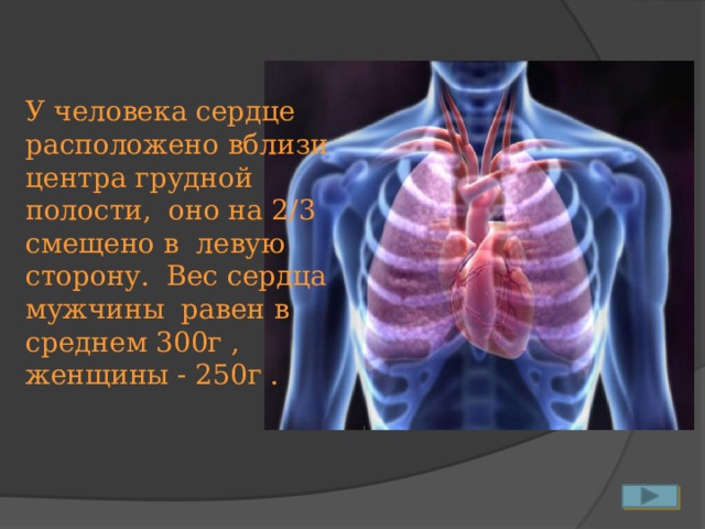 У человека сердце расположено вблизи центра грудной полости, оно на 2/3 смещено в левую сторону. Вес сердца мужчины равен в среднем 300г , женщины - 250г .   