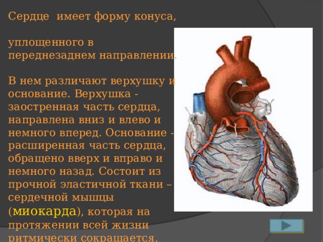 Сердце имеет форму конуса,  уплощенного в переднезаднем направлении.  В нем различают верхушку и основание. Верхушка - заостренная часть сердца, направлена вниз и влево и немного вперед. Основание - расширенная часть сердца, обращено вверх и вправо и немного назад. Состоит из прочной эластичной ткани – сердечной мышцы ( миокарда ), которая на протяжении всей жизни ритмически сокращается, посылая кровь через артерии и капилляры к тканям организма.  