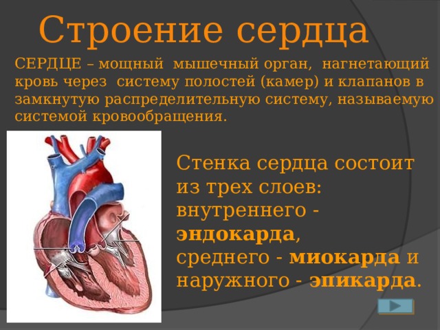 Строение сердца СЕРДЦЕ – мощный мышечный орган, нагнетающий кровь через систему полостей (камер) и клапанов в замкнутую распределительную систему, называемую системой кровообращения. Стенка сердца состоит из трех слоев: внутреннего - эндокарда , среднего - миокарда и наружного - эпикарда .  