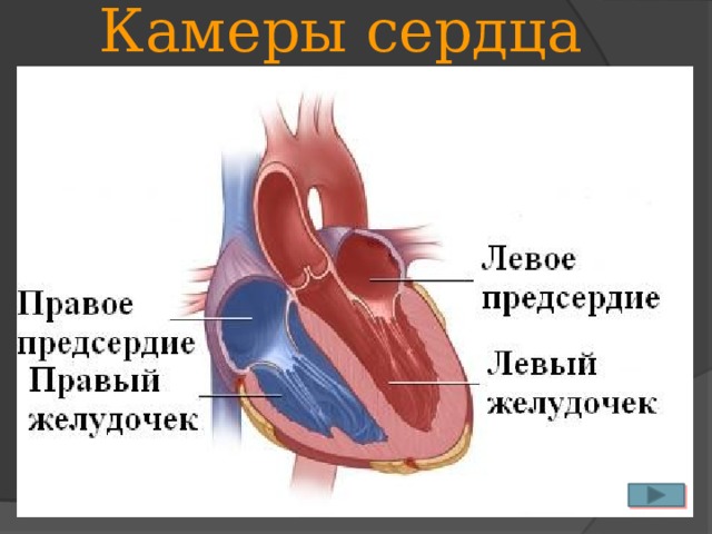 Камеры сердца  