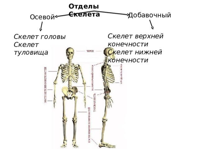 Скелет включает в себя следующие отделы. Осевой скелет добавочный скелет. Части скелета человека осевой и добавочный. Осевой скелет, скелет туловища скелет конечностей. Скелет головы верхних и нижних конечностей.