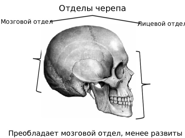 Отделы черепа Мозговой отдел Лицевой отдел Преобладает мозговой отдел, менее развиты челюсти 