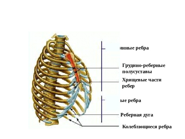 Истинные ребра Грудино-реберные полусуставы Хрящевые части ребер Ложные ребра Реберная дуга Колеблющиеся ребра 