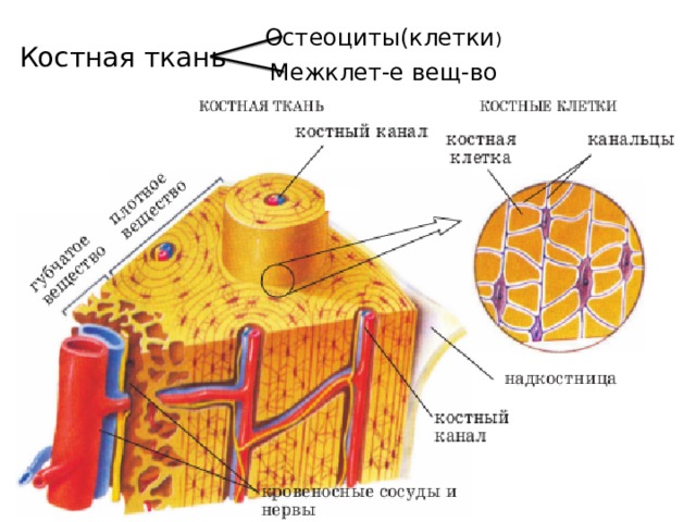 Остеоциты(клетки ) Костная ткань Межклет-е вещ-во 