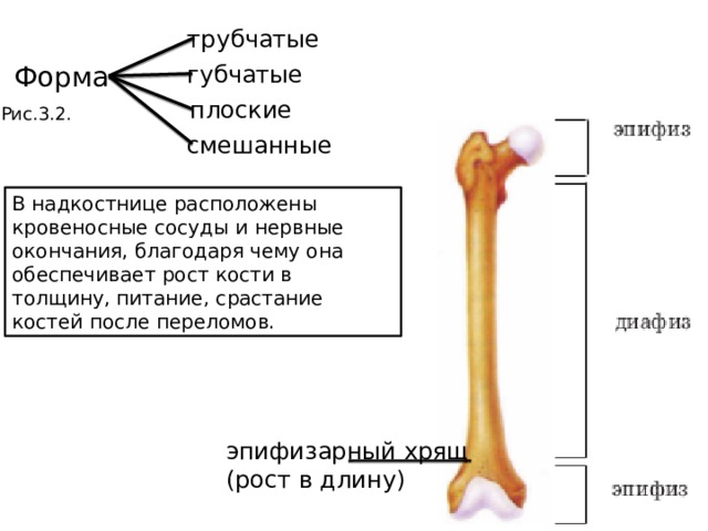 трубчатые Форма губчатые плоские Рис.3.2. смешанные В надкостнице расположены кровеносные сосуды и нервные окончания, благодаря чему она обеспечивает рост кости в толщину, питание, срастание костей после переломов. эпифизарный хрящ (рост в длину) 