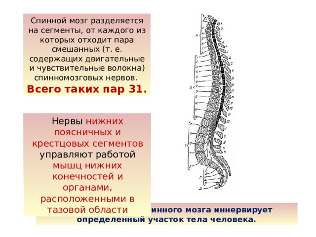 От спинного мозга отходит 31 пара. Спинномозговые нервы 31 пара. Спинной мозг 31 пара. 31 Пар нервы спинного мозга. Нервы спинного мозга.