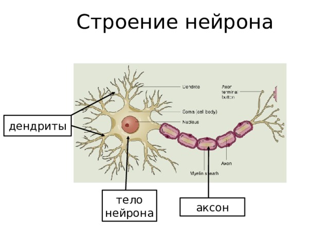 Строение нейрона дендриты тело нейрона аксон 