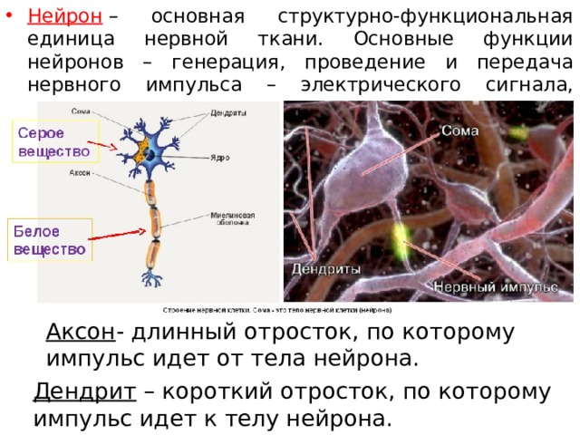 Нейрон  – основная структурно-функциональная единица нервной ткани. Основные функции нейронов – генерация, проведение и передача нервного импульса – электрического сигнала, передающегося по нервным клеткам. Аксон - длинный отросток, по которому импульс идет от тела нейрона. Дендрит – короткий отросток, по которому импульс идет к телу нейрона. 