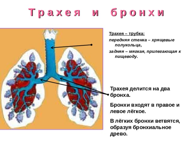 Капилляры и альвеолы легких хрящевые полукольца трахеи. Орган состоящий из хрящевых полуколец. Хрящевые полукольца трахеи. У какого органа передняя стенка образована хрящевыми полукольцами. В чем состоит функция органов дыхания ответ на тест.