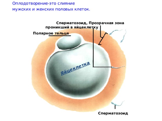 Оплодотворение-это слияние мужских и женских половых клеток. Яйцеклетка Прозрачная зона Сперматозоид, проникший в яйцеклетку Полярное тельце Сперматозоид 
