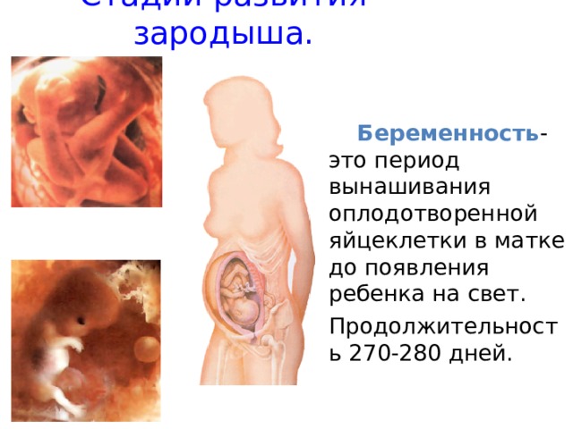 Стадии развития зародыша.  Беременность - это период вынашивания оплодотворенной яйцеклетки в матке до появления ребенка на свет. Продолжительность 270-280 дней. 