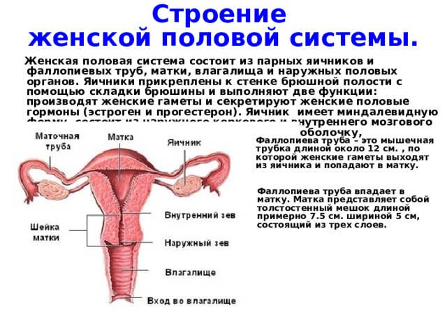 Строение  женской половой системы.  Женская половая система состоит из парных яичников и фаллопиевых труб, матки, влагалища и наружных половых органов. Яичники прикреплены к стенке брюшной полости с помощью складки брюшины и выполняют две функции: производят женские гаметы и секретируют женские половые гормоны (эстроген и прогестерон). Яичник имеет миндалевидную форму, состоит из наружного коркового и внутреннего мозгового слоев и заключен в соединительнотканную оболочку, называемую белочной оболочкой. Фаллопиева труба – это мышечная трубка длиной около 12 см. , по которой женские гаметы выходят из яичника и попадают в матку. Фаллопиева труба впадает в матку. Матка представляет собой толстостенный мешок длиной примерно 7.5 см. шириной 5 см, состоящий из трех слоев. 