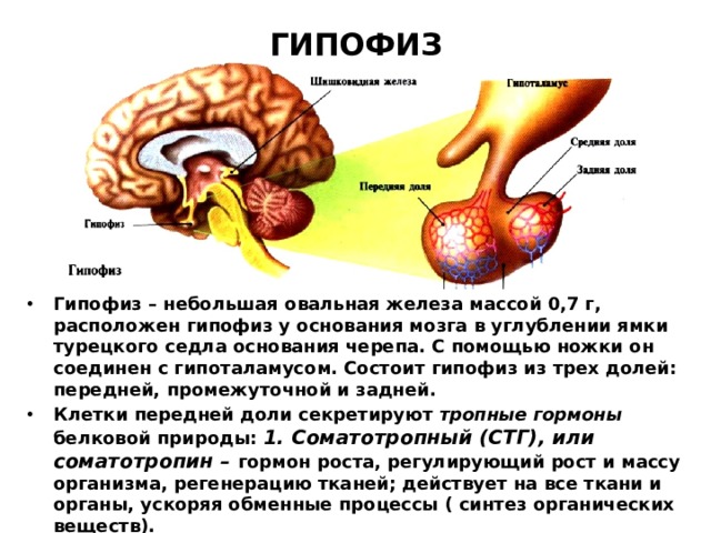 ГИПОФИЗ Гипофиз – небольшая овальная железа массой 0,7 г, расположен гипофиз у основания мозга в углублении ямки турецкого седла основания черепа. С помощью ножки он соединен с гипоталамусом. Состоит гипофиз из трех долей: передней, промежуточной и задней. Клетки передней доли секретируют тропные гормоны белковой природы:  1. Соматотропный (СТГ), или соматотропин – гормон роста, регулирующий рост и массу организма, регенерацию тканей; действует на все ткани и органы, ускоряя обменные процессы ( синтез органических веществ). 