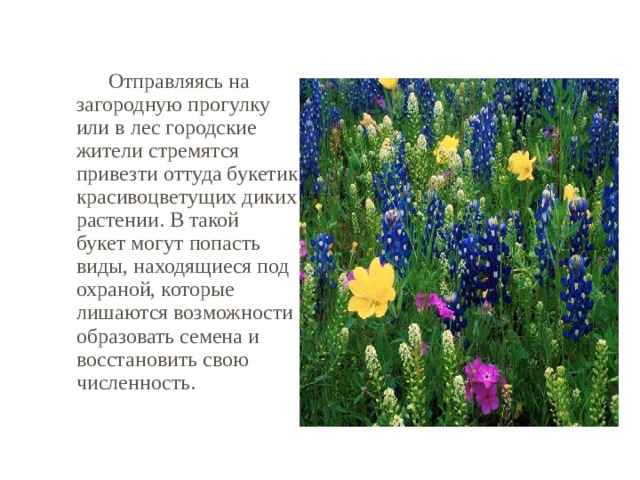   Отправляясь на загородную прогулку или в лес городские жители стремятся привезти оттуда букетик красивоцветущих диких растении. В такой букет могут попасть виды, находящиеся под охраной, которые лишаются возможности образовать семена и восстановить свою численность. 