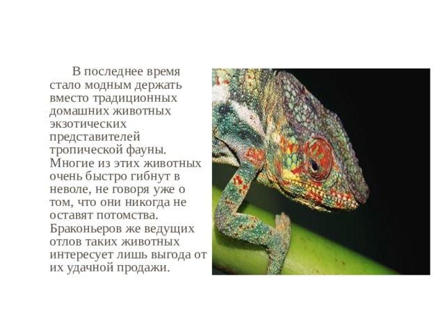   В последнее время стало модным держать вместо традиционных домашних животных экзотических представителей тропической фауны. Многие из этих животных очень быстро гибнут в неволе, не говоря уже о том, что они никогда не оставят потомства. Браконьеров же ведущих отлов таких животных интересует лишь выгода от их удачной продажи. 