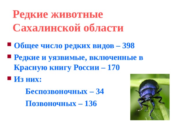 Редкие животные Сахалинской области Общее число редких видов – 398 Редкие и уязвимые, включенные в Красную книгу России – 170 Из них: Беспозвоночных – 34 Позвоночных – 136 Беспозвоночных – 34 Позвоночных – 136 Беспозвоночных – 34 Позвоночных – 136    